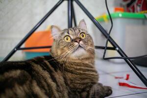 Black fat cat with a tabby pattern. was playing indoors photo