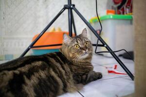 Black fat cat with a tabby pattern. was playing indoors photo