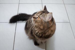 Black fat cat with a tabby pattern. was playing indoors photo