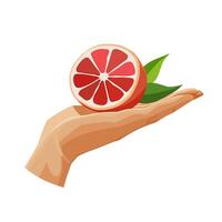 Freshly and healthy red grapefruit in the palm of the hand isolated on white background. illustration in flat style with tropical fruit. Clipart for card, banner, flyer, poster design vector