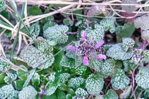 Selective focus. First frost on a frozen field plants, late autumn close-up. Beautiful abstract frozen microcosmos pattern. Freezing weather frost action in nature. Floral backdrop. photo