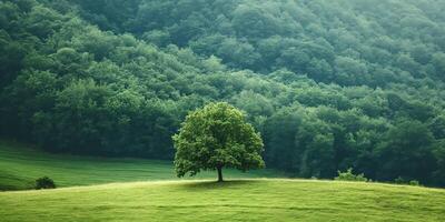 Lonely tree on a green hill surrounded by dense forest with misty atmosphere, creating a serene and peaceful environment, nature concept photo