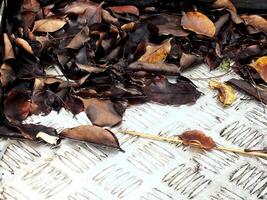 dry leaves fall on a metal plate after rain. The leaves look a little bit wet photo