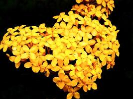 Beautiful Yellow Ixora flowers bloom against a background of dark background. Decorative beauty nature concept idea. photo