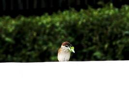 Sparrow or Passer domesticus perched against a blurred background, carrying a leaf in its beak to make a nest. Outdoor wildlife bird watching. photo