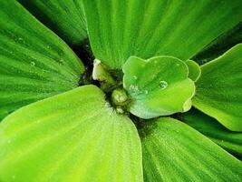 close up selective focus of a Water lettuce or Pistia stratiotes is an aquatic plants wich is grow floating on the surface of water. photo