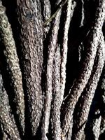 close up embossed abstract texture background of a tree bark. Bark pattern texture from tree. photo