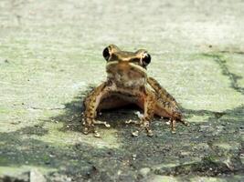 Dwarf Tree Frog resting on the ground at the backyard photo