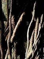 close up embossed abstract texture background of a tree bark. Bark pattern texture from tree. photo