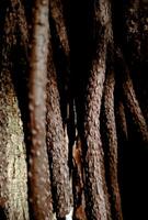 close up embossed abstract texture background of a tree bark. Bark pattern texture from tree. photo