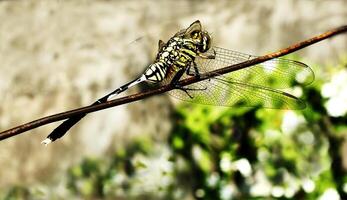 Selective focus of a dragonfly perches on a wire with a blurred background. This insect usually hunting mosquito as they prey photo