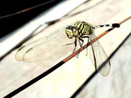 Selective focus of a dragonfly perches on a wire with a blurred background. This insect usually hunting mosquito as they prey photo