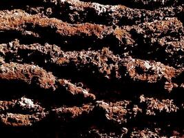 close up embossed abstract texture background of a tree bark. Bark pattern texture from tree. photo