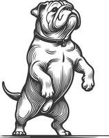 Line art French bulldog illustration. Ink style, cute animal for print linear silhouette. vector