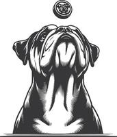bulldog with Balancing a treat on the nose silhouette design. vector