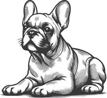 Line art French bulldog illustration. Ink style, cute animal for print linear silhouette. vector