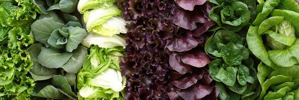 A display of different types of lettuce from crisp romaine to leafy spinach photo