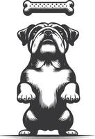 bulldog with Balancing a treat on the nose silhouette design. vector