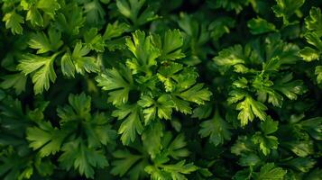 A closeup of parsley leaves their jagged shape and bright green color making them stand out photo