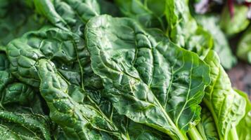 A vibrant green bunch of Swiss chard its large wavy leaves creating a beautiful texture photo