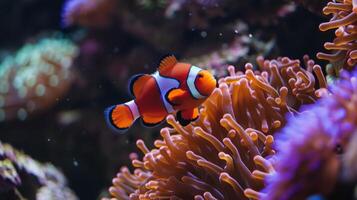 A contemporary take on a classic aquarium with sleek design elements and a pop of color from lively sea anemones and vibrant clownfish photo