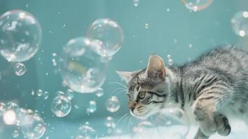 An animated GIF of a cat chasing bubbles of different sizes representing the playful nature of bubble wrap photo