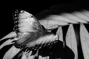 un negro y blanco imagen de un soltero mariposa encaramado con abierto alas foto