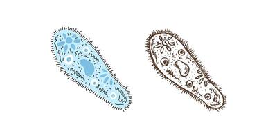 Flat and sketch style school Illustration. infusoria sketch. Back to School. The science. vector