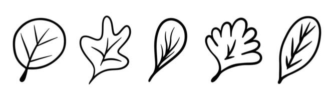 Doodle leaf set. Hand drawn floral shapes and leaves. Simple black minimalistic elements for design vector