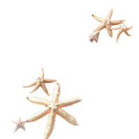 Generated Ai Different types of white starfish png