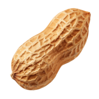 High-Resolution Photo of a Peanut on Isolated Background png