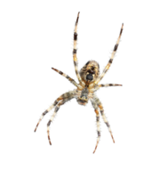 A close up af a garden spider in its web cut out on a transparent background png