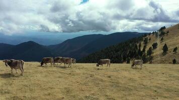 Aerial view of a herd of cows in freedom in the mountains of Rasos Peguera. video