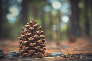 A pine cone sitting on the ground in a forest background photo