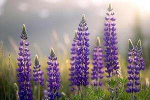Lupine flowers in the sun background photo