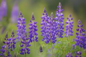Lupine flowers in the wild background photo