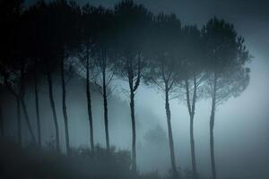 Group of trees in the fog with fog background photo