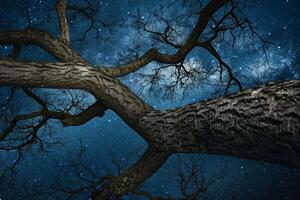 Tree with no leaves seen in the night sky background photo