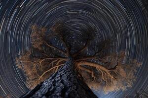 Tree with Star Trail in the Sky Background photo