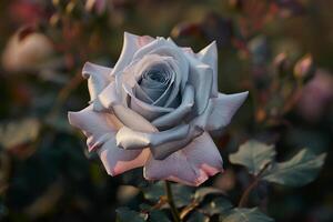 Single Rose in Middle of Field Background photo
