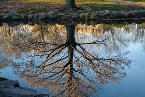 Tree with Reflection in Water, Natural Background photo