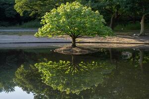 Tree with Reflection in Water, Natural Background photo