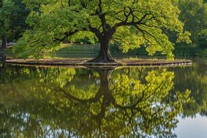 Large Tree Reflected in Water, Natural Background photo