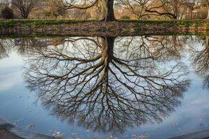 Tree with Reflection in Pond, Natural Background photo