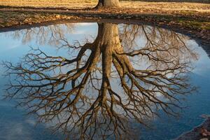 Tree with Reflection in Puddle Background photo