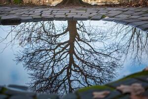 Tree Reflecting in Puddle on Brick Walkway Background photo