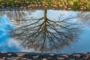 Tree Reflecting in Puddle Background photo