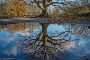 Tree Reflecting in Puddle Background photo