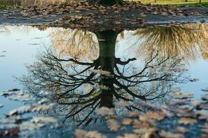 Tree with Leaves Background photo