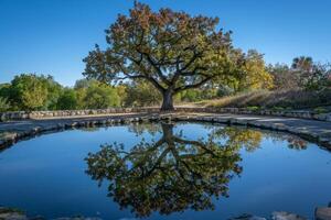 Tree Reflecting in Pond Background photo